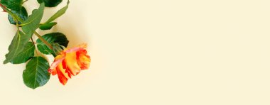 Narin sarı arka planda güzel bir turuncu gül