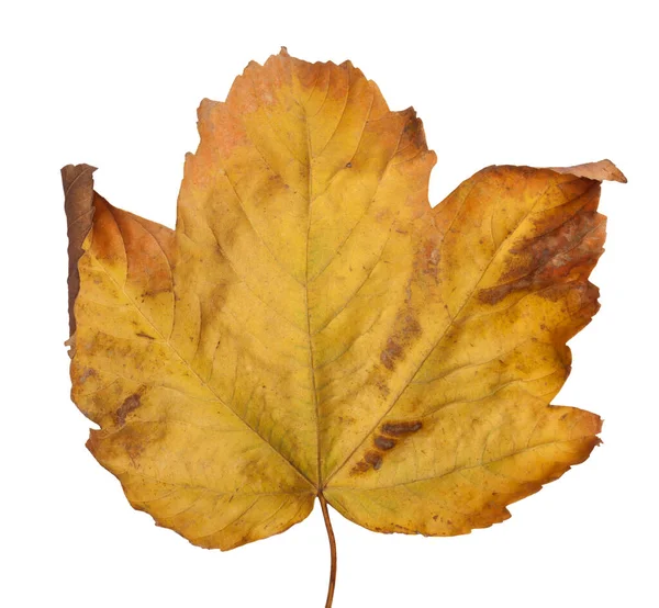 Hösten Lönn Gren Med Blad Isolerade Vit Bakgrund — Stockfoto