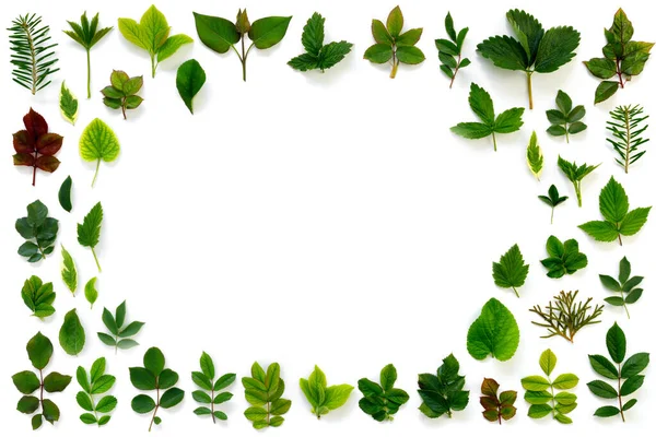 Patroon Van Verschillende Groene Bladeren Witte Geïsoleerde Achtergrond Vlakke Lay — Stockfoto
