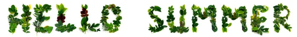 Padrão Várias Folhas Verdes Fundo Isolado Branco Letras Folhagem Hello — Fotografia de Stock