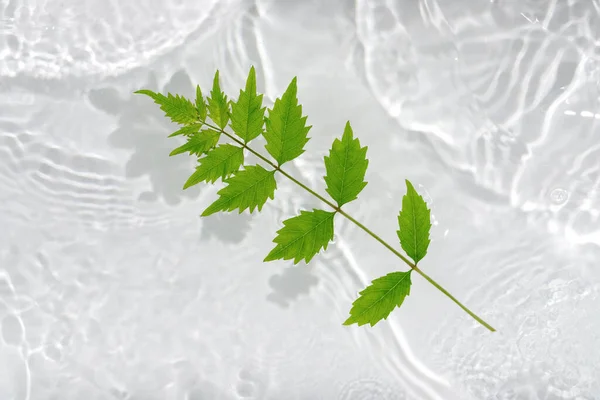 Macro Fogliame Verde Con Goccia Galleggiante Sulla Superficie Dell Acqua — Foto Stock