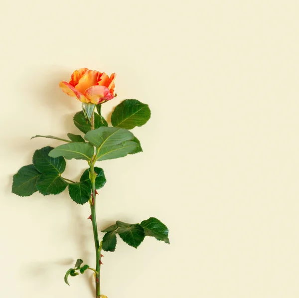 Красивая Оранжевая Роза Тонком Желтом Фоне Бумаги — стоковое фото