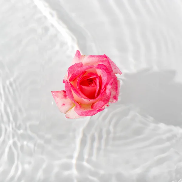 Schöne Rosenblätter Makro Mit Tropfen Die Auf Der Oberfläche Des — Stockfoto