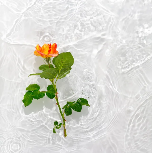 Beautiful Rose Petals Macro Drop Floating Surface Water Close Can — Stock Photo, Image