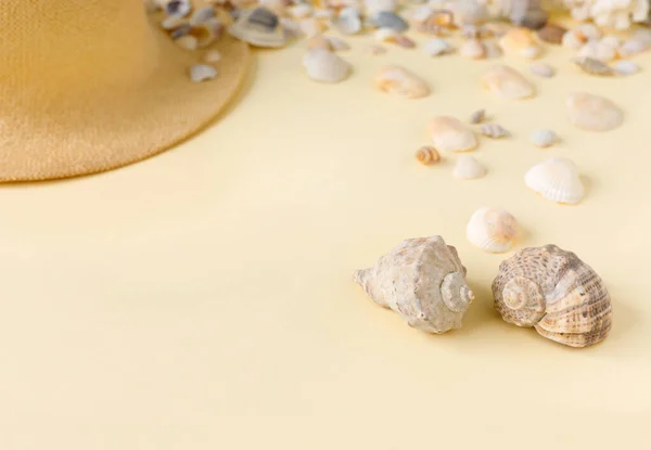 Beautiful Straw Hat Shells Ocean Coast Nature Summer Background — Stock Photo, Image