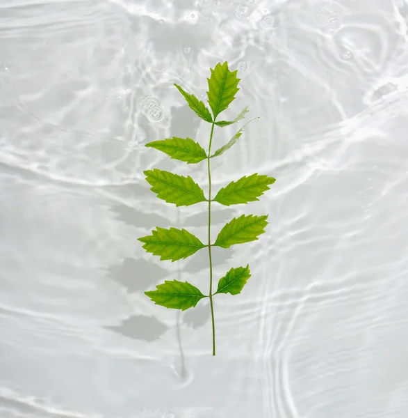 Beautiful Green Leaves Macro Drop Floating Surface Water Close Can — Stock Photo, Image