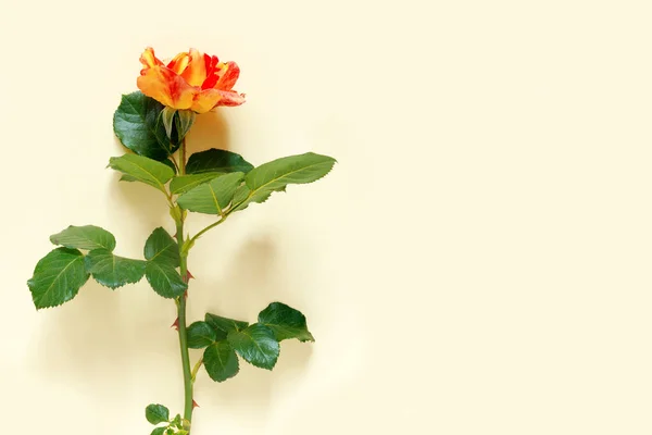 繊細な黄色の紙の背景に美しいオレンジのバラ — ストック写真