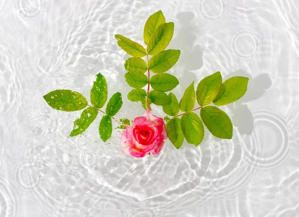 Hermosos Pétalos Rosa Macro Con Gota Flotando Superficie Del Agua —  Fotos de Stock