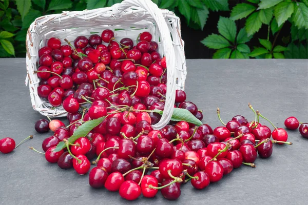Fresh Crop Cherry Berries Gray Stone Countertop Background Summer Greenery — Stock Photo, Image