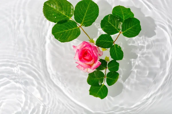 Schöne Rosenblätter Makro Mit Tropfen Die Auf Der Oberfläche Des — Stockfoto