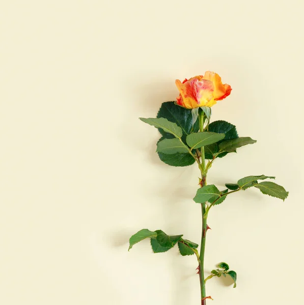 繊細な黄色の紙の背景に美しいオレンジのバラ — ストック写真