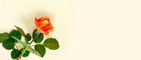 Hermosa Rosa Naranja Sobre Delicado Fondo Papel Amarillo —  Fotos de Stock