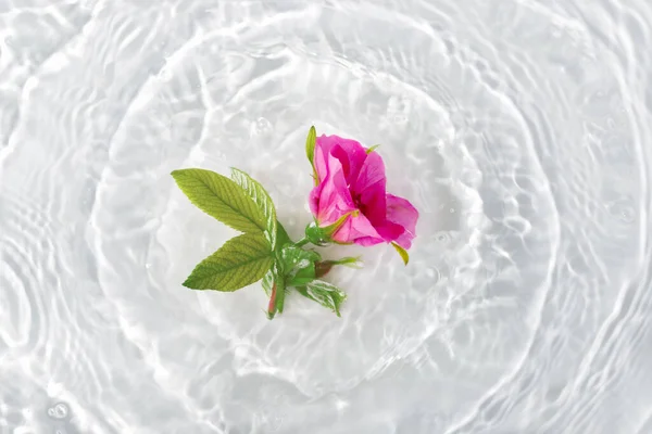 Beautiful Rose Petals Macro Drop Floating Surface Water Close Can — Stock Photo, Image