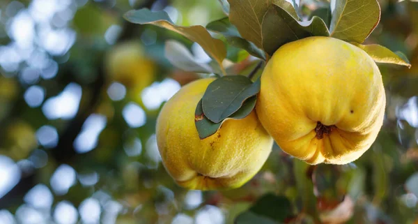 Färska Mogna Kvitten Frukter Gren Mot Himlen Och Bladverk — Stockfoto