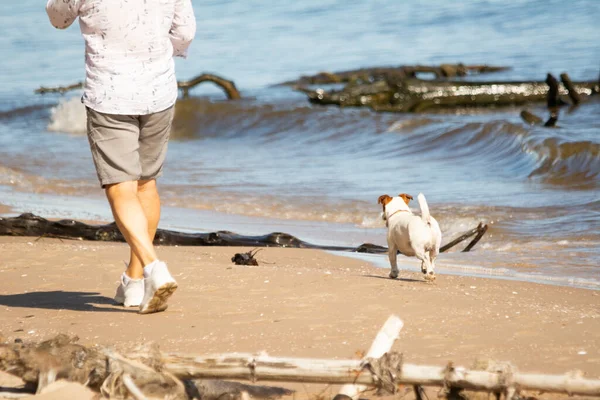 Muž Kráčející Pes Podél Pobřeží Stock Snímky