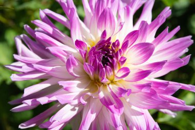 Violet Dahlia çiçekli kafa, yakın çekim..