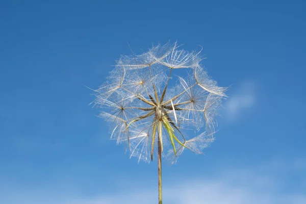 Dandelion Blowball Tle Niebieskiego Nieba — Zdjęcie stockowe