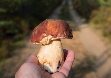 beyaz mantarlı kadın eli