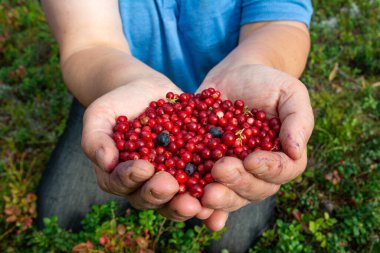Kadın ellerinde kırmızı kızılcık.