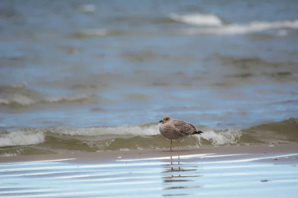 在波罗的海下行走的鸟 — 图库照片