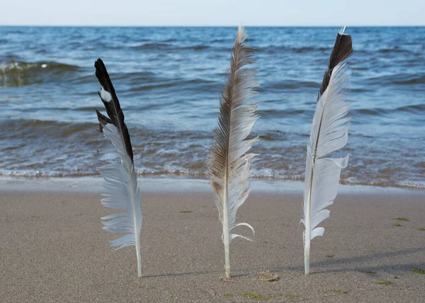 Three Birds Feathers Beach Sands — Stock Photo, Image