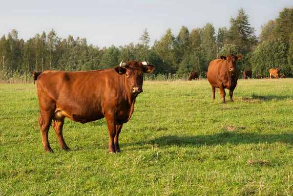 Vacas Marrons Prado — Fotografia de Stock
