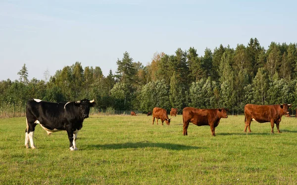 Carne Bovino Vacas Campo — Fotografia de Stock