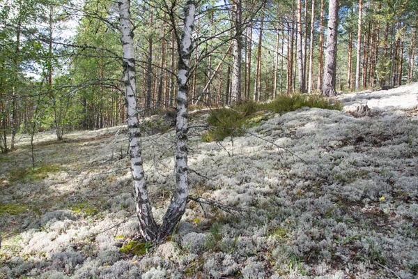 Paesaggio Forestale Con Muschio Lichene Bianco — Foto Stock