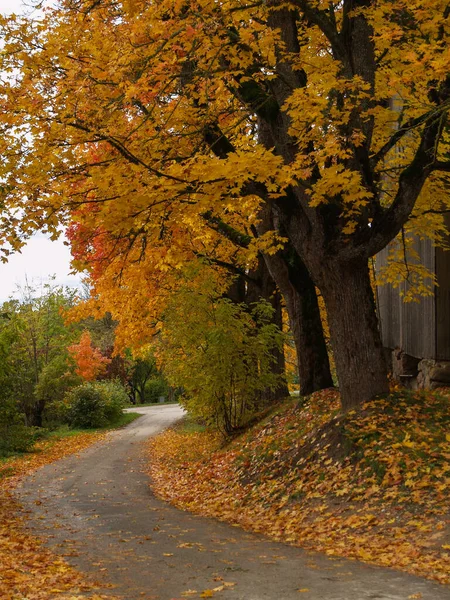 Zlatá Podzim Krajina Silnice — Stock fotografie