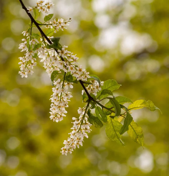 Fiori Ciliegio Europeo Prunus Padus — Foto Stock