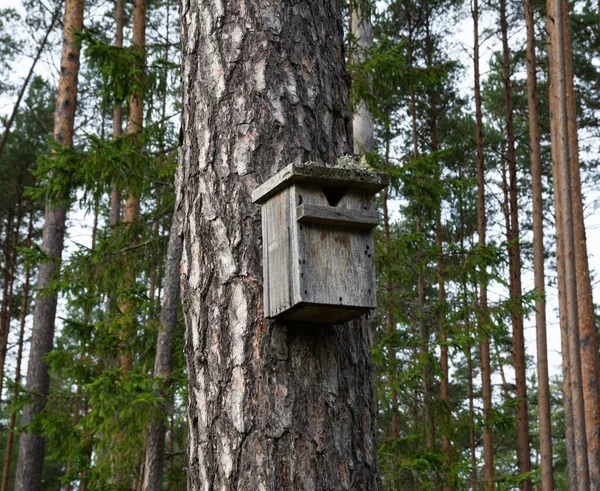 Handgemachtes Vogelhaus Auf Dem Wald — Stockfoto