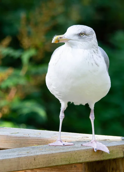 站在木板上的白色海鸥 — 图库照片