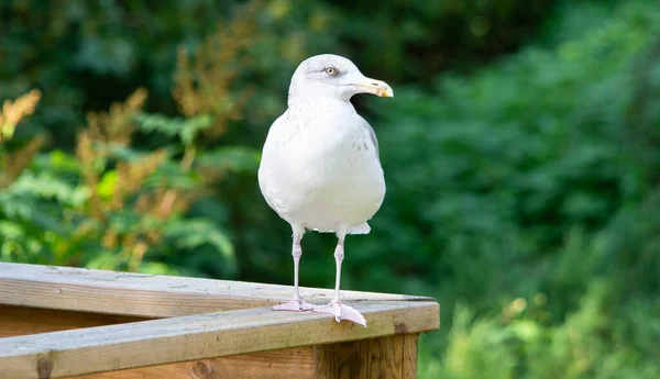 Mouette Mer Debout Sur Une Planche Bois — Photo