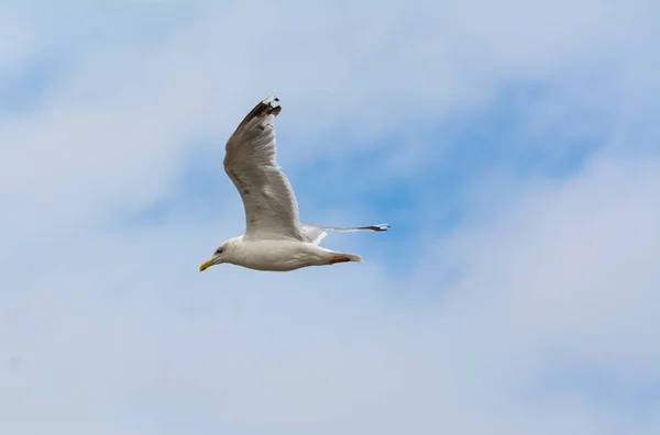 Gaivota Branca Voando Fundo Céu — Fotografia de Stock