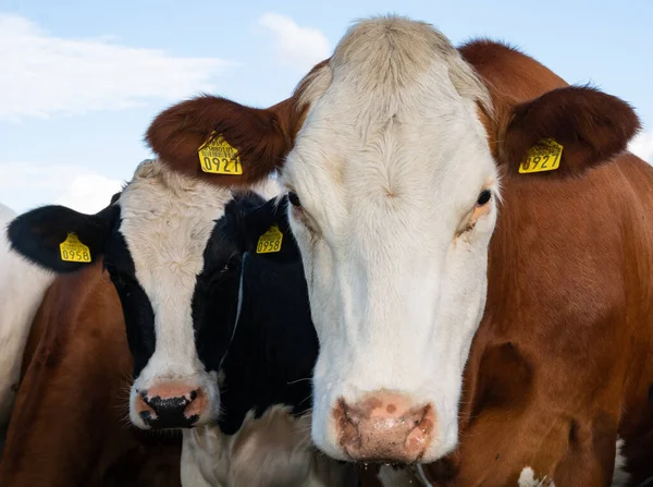 Duas Vacas Olhar Para Câmara — Fotografia de Stock