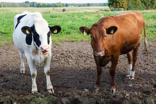Duas Vacas Leiteiras Jovens Campo — Fotografia de Stock