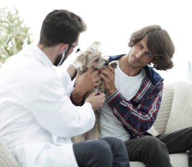 Sevgi dolu sahibi ile bir veteriner ofiste a Yorkshire korkunç