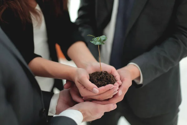 Male and female business partners nurturing a new plant — Stock Photo, Image