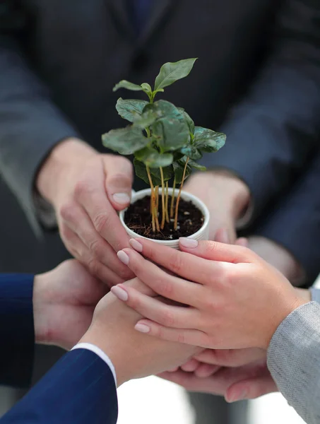 Primer plano. Un pequeño y frágil brote en las manos del equipo empresarial — Foto de Stock