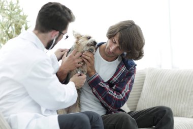 Sevgi dolu sahibi ile bir veteriner ofiste a Yorkshire korkunç