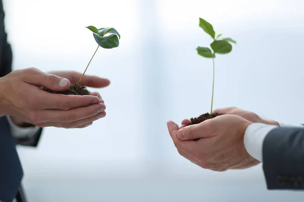 Στενή up.business εταίρους τα πρώτα πράσινα βλαστάρια κρατούν στα χέρια τους — Φωτογραφία Αρχείου