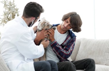 Sevgi dolu sahibi ile bir veteriner ofiste a Yorkshire korkunç