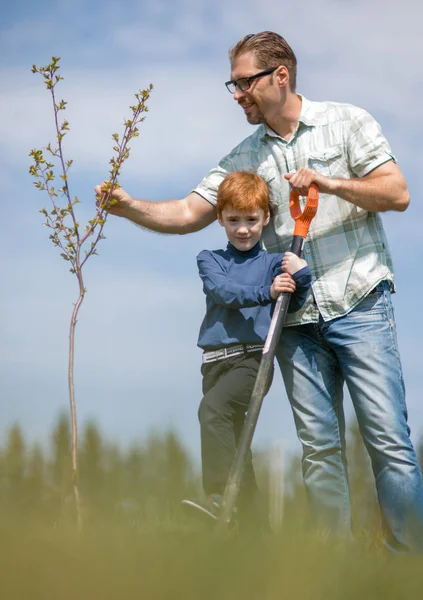 Far och son plantera ett träd - arbetar tillsammans — Stockfoto