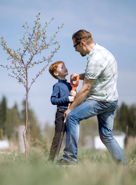 Padre le explica a su hijo cómo plantar un árbol —  Fotos de Stock