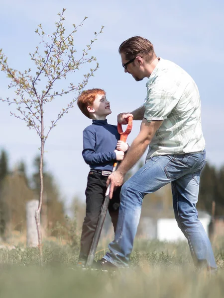 Hijo y padre plantan un árbol juntos —  Fotos de Stock