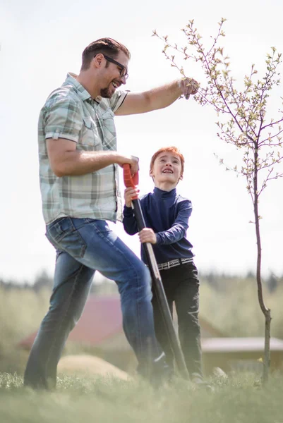 Liten pojke hjälper sin far att plantera ett träd. — Stockfoto