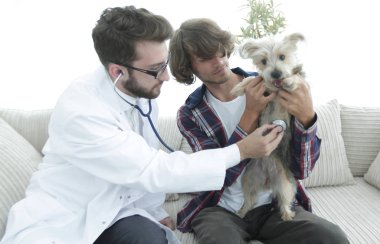 Sevgi dolu sahibi ile bir veteriner ofiste a Yorkshire korkunç