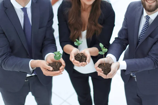 Tres colegas sostienen brotes jóvenes — Foto de Stock