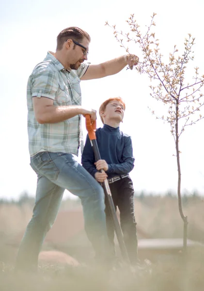 Küçük çocuk babası bir ağaç dikmek için yardımcı olur.. — Stok fotoğraf