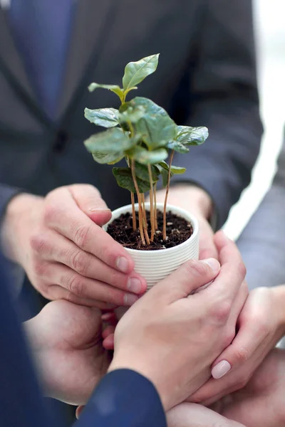 Close up.young brotes verdes en las manos del equipo de negocios. — Foto de Stock